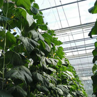 Kait tomat rumah kaca dengan 10m, klem tali pemasangan kait sayur penyangga dasi tanaman