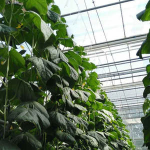 Crochets pour tomates de serre avec pinces à corde de 10m Support de crochet pour légumes Supports pour attaches de plantes - Product Image 6