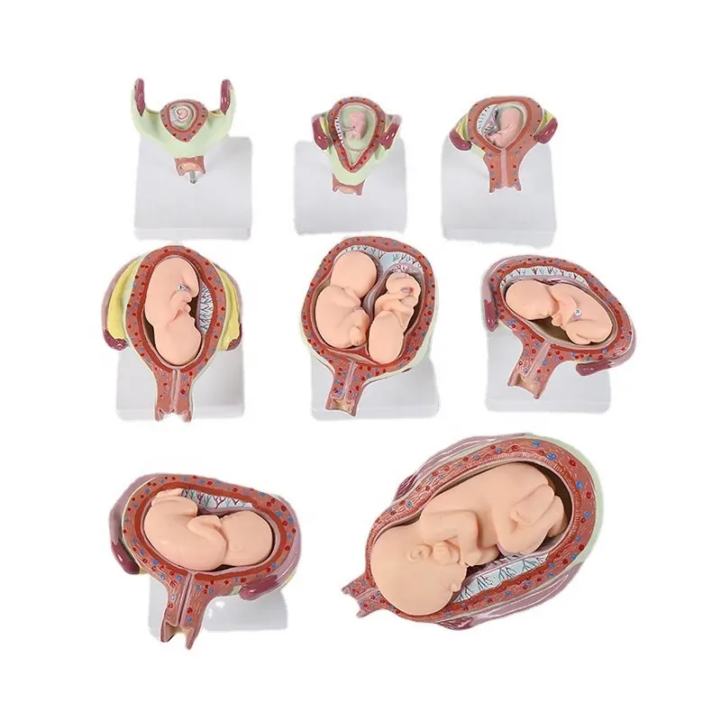 Sciences médicales Écoles et hôpitaux Éducation Modèles biologiques Enseignement médical Modèles de développement fœtal humain