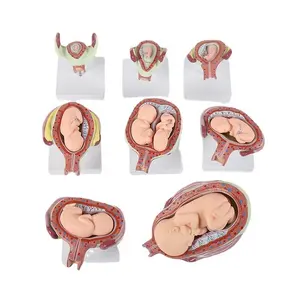 Medical Science Schools And Hospitals Education Biological Models Medical Teaching Human Fetal Development Models