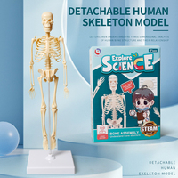 Modèle de squelette anatomique miniature du corps humain de 30 cm pour l'école