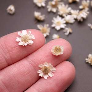 1 g/bolsa DIY flor <span class=keywords><strong>seca</strong></span> Brasil pequeña estrella flor Natural pequeñas flores secas para Resina epoxi arte uñas jabón fabricación de velas perfumadas - Product Image 5