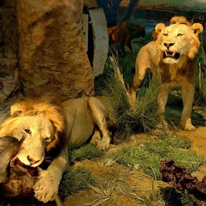 Modèle d'animal réaliste en 3D, lion animatronique grandeur nature - Product Image 1