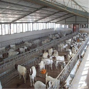 Chèvre de hangar de ferme d'élevage de conception de structure métallique/bâtiment de fermes de bétail - Product Image 4