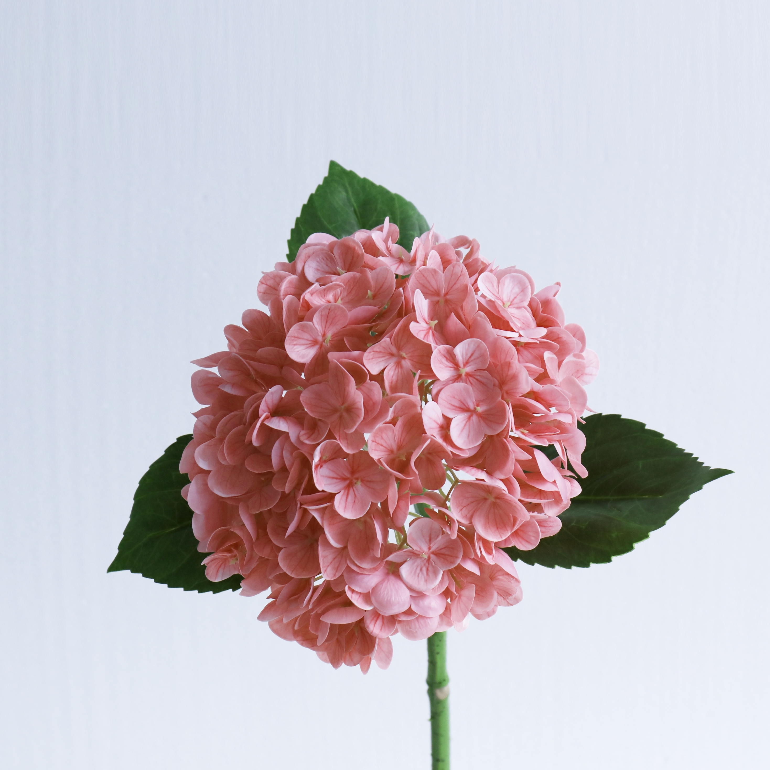 Rosa scuro