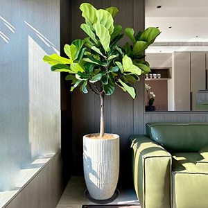 Platillo de plantas negro, maceta grande pesada, bandejas de plantas de plástico más gruesas duraderas para interiores y exteriores, bandejas de goteo para platillos de plantas - Product Image 5