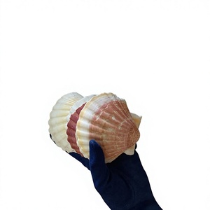 Conchas de vieira limpias y coloridas de Vietnam, conchas marinas naturales para manualidades, joyería, decoración de bodas, centros de mesa y regalos. - Product Image 2