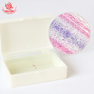 El cartílago hialurónico es un típico preparado biológico en diapositiva utilizados en investigación médica, enseñanza y observación. Tiene una clara definición. - Product Image 1