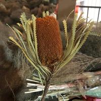 Groothandel gedroogde bloemen Protea natuurlijke koningsbloem geconserveerde Banksia voor bloemstukken en huisdecoratie