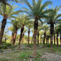 Pohon Kurma Timur Tengah Phoenix Sylvestris Pohon Palem Alami Besar Dewasa Perak Grosir Penghijauan Perkotaan Dekorasi Luar Ruangan