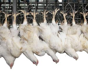 Lebende Geflügel blutung und-verarbeitung Automatische Vonvey-Schiene für Hühnerenten-Schlachthof-Schlachthof ausrüstung - Product Image 4