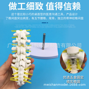 Un petit modèle de colonne vertébrale lombaire et coccyxienne composé de cinq vertèbres lombaires avec disques intervertébraux - Product Image 4