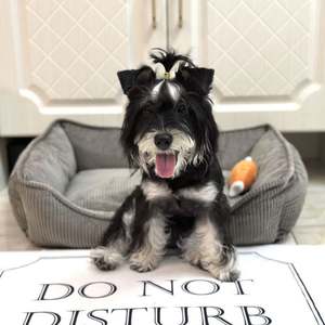 Fashionable All-Season Striped Corduroy Pet Bed Small to Medium Dog or Cat Bed <b>Dark</b>-Colored with Faux Fur Material - Product Image 6