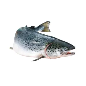 Лучшее качество, оптовая продажа, замороженная рыба лосося без костей, морская пища, замороженная черная рыба Тилапия по низкой цене