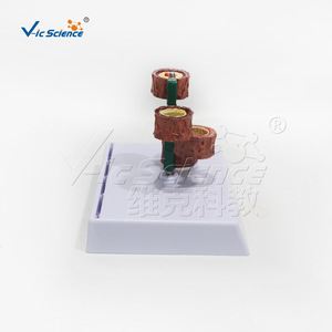 Modèle vasculaire à quatre segments ; Aide pédagogique pour l'enseignement de l'anatomie vasculaire humaine ; Modèle pédagogique et de formation pour les écoles de médecine et d'infirmières. - Product Image 3