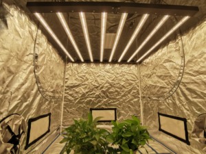 ไฟ LED ปลูกต้นไม้ในร่ม<span class=keywords><strong>600</strong></span>วัตต์หลอดไฟ LED แสง UV หรี่แสงได้สำหรับโรงงาน DIY สูง ppfd - Product Image 6