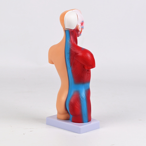 Modelo Anatómico <span class=keywords><strong>del</strong></span> Torso <span class=keywords><strong>del</strong></span> <span class=keywords><strong>Cuerpo</strong></span> <span class=keywords><strong>Humano</strong></span> <span class=keywords><strong>de</strong></span> 28 cm, Modelo <span class=keywords><strong>de</strong></span> 15 <span class=keywords><strong>Partes</strong></span> para Equipo Educativo <span class=keywords><strong>de</strong></span> Ciencias Médicas - Product Image 5