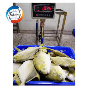 Pescado Pomfret Congelado de Calidad, Pomfret Dorado, Exportador, Tamaño Grande, IQF, IWP, Pescado Pompano Dorado Congelado - Product Image 4