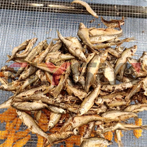 Automatic Frying Production Line Equipped with <b>Fryer</b> With Anti-stick Mesh Belt for Small Dried Fish Seafood Snack Making 500kg/h - Product Image 5