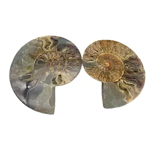 Venda por atacado natural de alta qualidade preço fóssil ammonite pedra de cristal de quartzo fóssil ammonite para venda