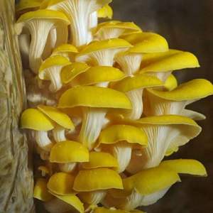 <span class=keywords><strong>Chanterelles</strong></span> séchées jaunes en gros, <span class=keywords><strong>comestibles</strong></span>, déshydratées, biologiques du Yunnan, Cantharellus cibarius Ji You Jun - Product Image 2