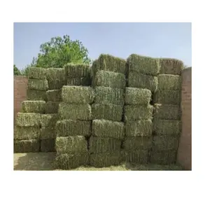 Alfalfa hay Animal Food For Feeding Animals Available at Wholesale Price From Indian Exporter and supplier
