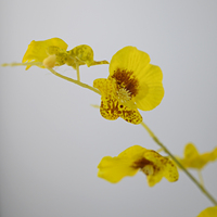 Fleurs d'orchidées artificielles hydratantes à 3 branches, style nouveau, toucher réel, pour la décoration intérieure, la Saint-Valentin et Noël, vente en gros