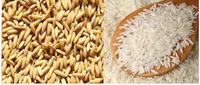 Machines de transformation du riz à succès, décortiqueuse de riz, moulin à riz, ensemble complet, machine de riziculture combinée