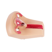 Simulateur de formation de l'iud d'enseignement médical avancé modèle d'anatomie humaine