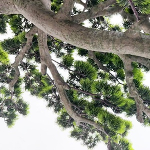 Trong Nhà Ngoài Trời Trang Trí Nội Thất 220 Cm Cảnh Quan Hải Quan Cây Bách Nhân Tạo Cây Thông Nhựa Cây Thông - Product Image 3