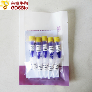 Pfu मिश्रण उच्च निष्ठा pccr मास्टर मिश्रण P2021-P2022 - Product Image 2