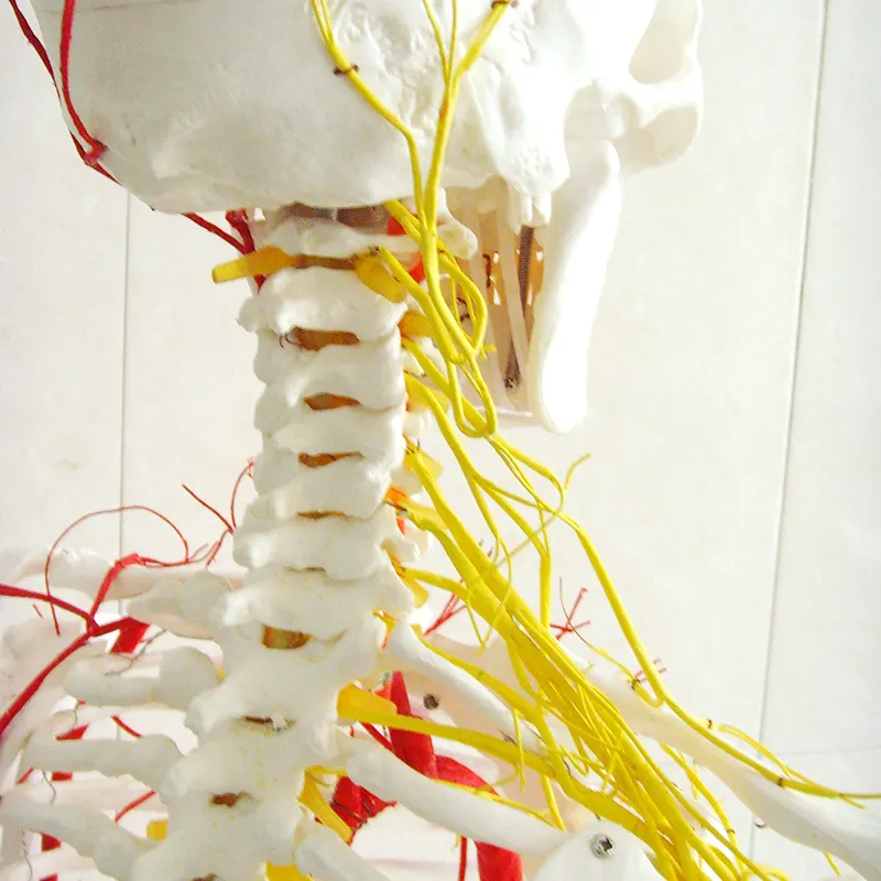 Laboratuvarı öğretim modelleri İnsan 170cm İnsan İskeleti ana arterler ve Spinal sinir iskelet PVC
