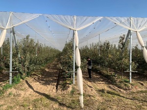 A basso costo agricolo multi span HDPE 40 50 mesh anti insect <span class=keywords><strong>net</strong></span> serra <span class=keywords><strong>net</strong></span> house per la coltivazione di frutta e verdura - Product Image 4