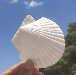 Scallop Shells White Natural Seashell for DIY Craft Mermaid Beach Wedding Home Decoration