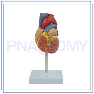 PNT-0400 Venta Caliente y Alta Calidad: Modelo de Corazón Humano para Hospital - Product Image 5