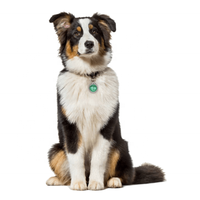 Logotipo personalizado NFC ID Pet Tracking Tag Rfid Llavero Código QR RFID Epoxy Tag