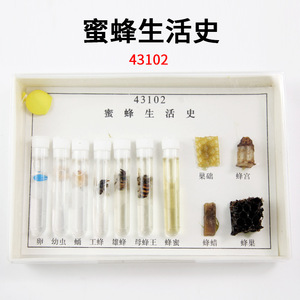 ตัวอย่างวงจรชีวิตของผึ้ง J4132 อุปกรณ์การสอนและเครื่องมือสำหรับการทดลองวิทยาศาสตร์ชีววิทยาระดับมัธยมต้นและมัธยมปลาย - Product Image 3