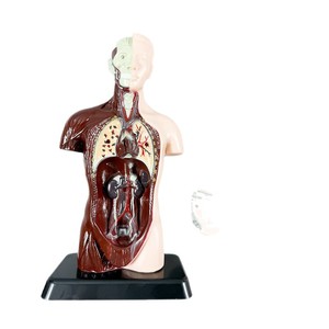 Modelo Anatómico MAXCARE MAC-L24, Modelo de Torso Humano Desmontable para Enseñanza de Anatomía Visceral, Órganos Anatómicos de PVC - Product Image 5