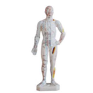 बिक्री के लिए नया मानव एक्यूपंक्चर अंग्रेजी चिकित्सा मॉडल 26 सेमी - Product Image 1