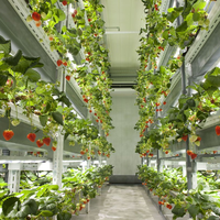 Système hydroponique en verre pour tomate, à bas prix