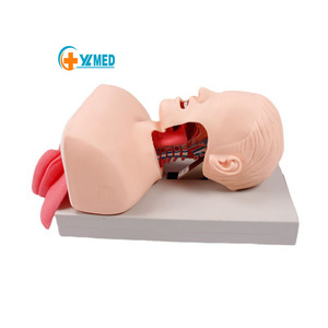 L'intubazione tracheale elettronica adulta avanzata con il modello di funzionamento infermieristico dell'allarme dell'<span class=keywords><strong>università</strong></span> medica - Product Image 1