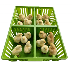 Caja de Transporte para Pollos Resistente con 4 Compartimentos, Caja Portátil para Transporte de Pollos en Granjas - Product Image 5