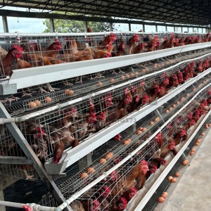 Nouvelle cage à poules automatique en acier galvanisé et alliage d'aluminium, 3 niveaux, 4 portes, poulailler pour 96 poules pondeuses - Product Image 6