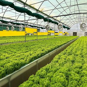 Plataformas Flotantes de Espuma de Grado Alimenticio para Cultivo Hidropónico Comercial de Lechuga DWC - Product Image 6