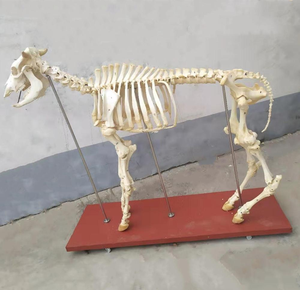 Modelo <span class=keywords><strong>de</strong></span> <span class=keywords><strong>Esqueleto</strong></span> <span class=keywords><strong>de</strong></span> Toro/Vaca <span class=keywords><strong>de</strong></span> Hueso Animal Realista y Vívido para Educación Médica, Modelo <span class=keywords><strong>de</strong></span> <span class=keywords><strong>Esqueleto</strong></span> <span class=keywords><strong>Bovino</strong></span> con Base, Modelo <span class=keywords><strong>de</strong></span> Enseñanza Veterinaria - Product Image 6