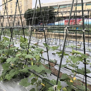 <span class=keywords><strong>Treillis</strong></span> en plastique Support <span class=keywords><strong>Plante</strong></span> Escalade Filet Légumes Support Filet Jardin Maille <span class=keywords><strong>Treillis</strong></span> Rouleau - Product Image 4
