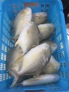 Pompano Dorado / Pomfret Entero Congelado de Cultivo en Jaula de Aguas Profundas, 400-600g, 500-600g, 800g+, <span class=keywords><strong>Trachinotus</strong></span> Blochii - Product Image 4