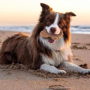 Jouet à mâcher indestructible pour chien de grande, moyenne et petite taille Jouets durables en nylon pour nettoyer les dents des chiens - Product Image 2