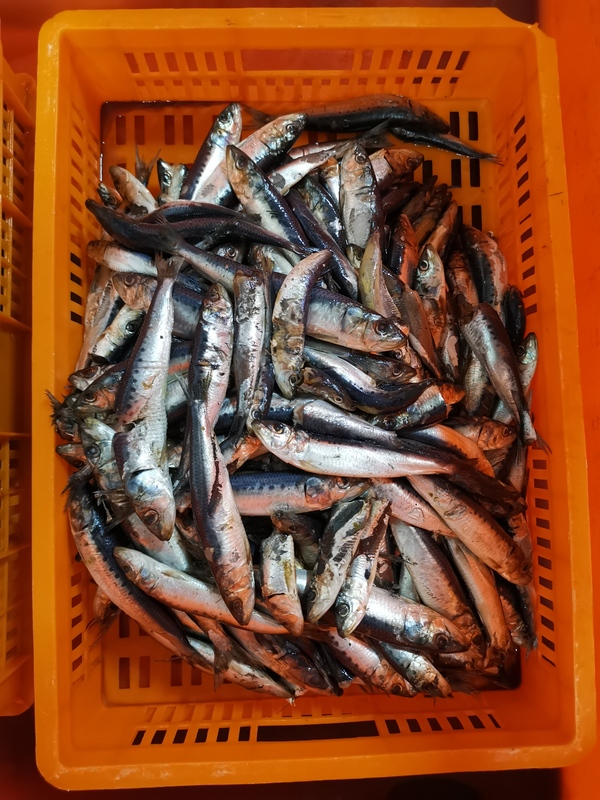 L58 High Quality Indian Mackerel Hot
