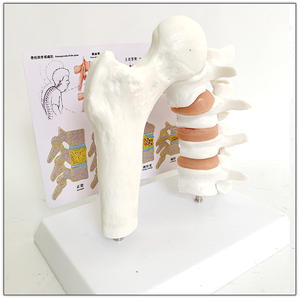 Model kerangka manusia Model tulang belakang vertebra tulang belakang Austin Model 4 vertebra anatomi manusia kerangka Model tulang - Product Image 3